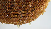 shahad Honey ( शहद) - Master