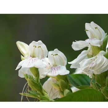 Adusa Patra Churna (वासा, अडूसा चूर्ण)